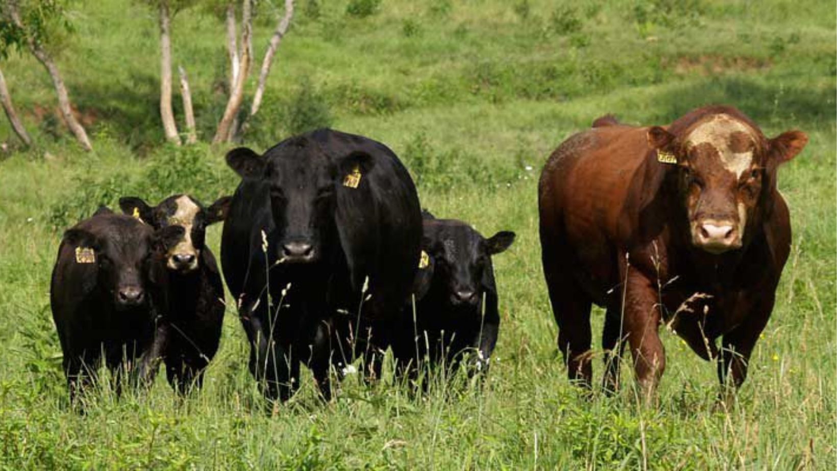 The Preston County Livestock Association